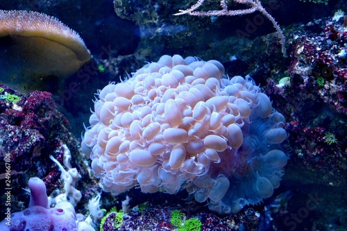 Corals are marine invertebrates within the class Anthozoa of the phylum Cnidaria. They typically live in compact colonies of many identical individual polyps