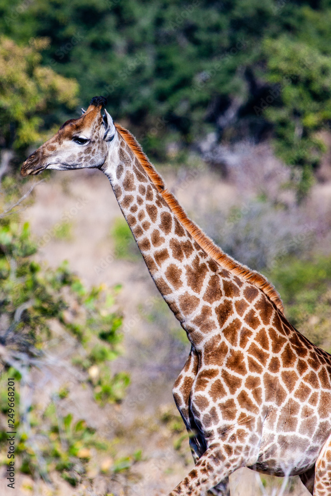 Giraffe in the Kruger National Park, South Africa Giraffe in the Kruger National Park, South Africa
