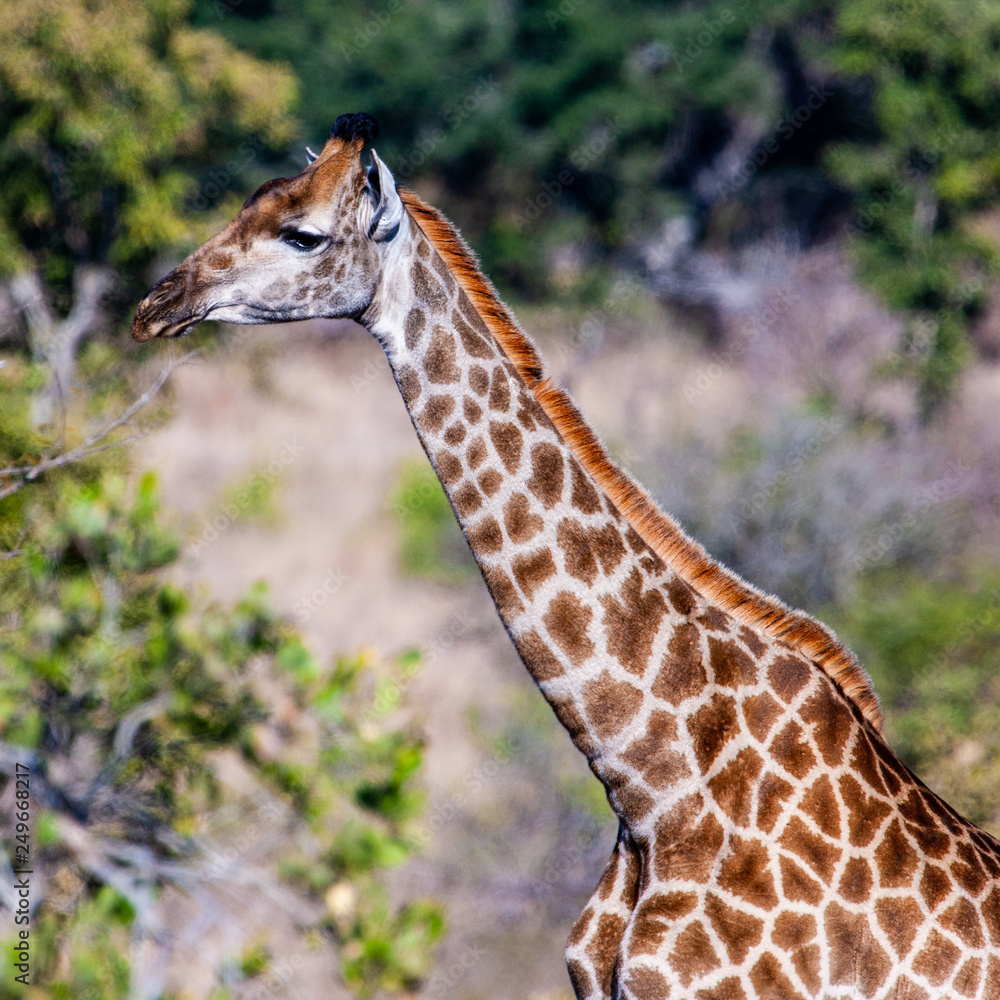 Giraffe in the Kruger National Park, South Africa Giraffe in the Kruger National Park, South Africa