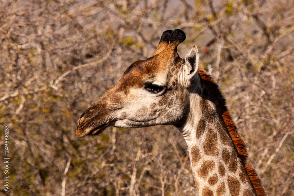 Giraffe in the Kruger National Park, South Africa Giraffe in the Kruger National Park, South Africa