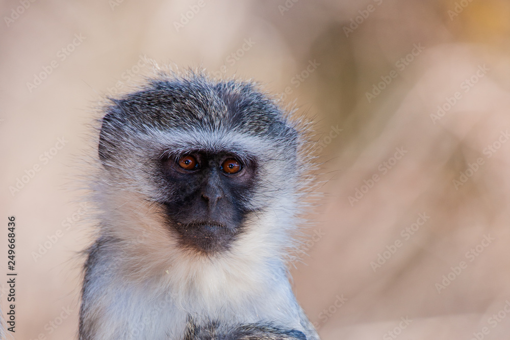Vervet monkey (Chlorocebus pygerythrus) in Kruger National Park, South Africa Vervet monkey (Chlorocebus pygerythrus) in Kruger National Park, South Africa