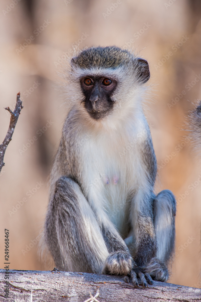 Vervet monkey (Chlorocebus pygerythrus) in Kruger National Park, South Africa Vervet monkey (Chlorocebus pygerythrus) in Kruger National Park, South Africa