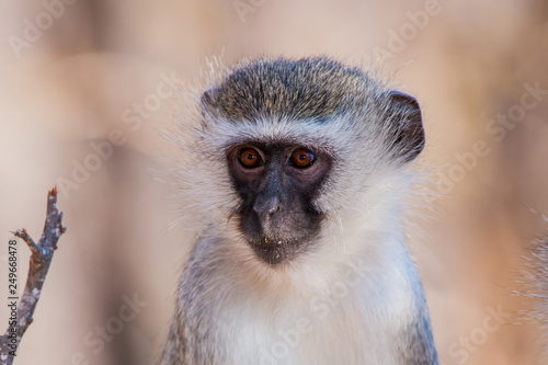 Vervet monkey (Chlorocebus pygerythrus) in Kruger National Park, South Africa