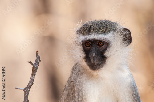 Vervet monkey (Chlorocebus pygerythrus) in Kruger National Park, South Africa © Travel Stock