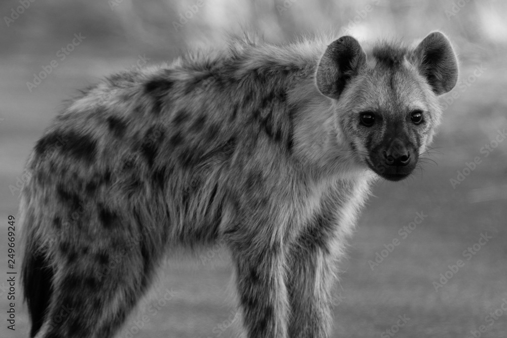 Spotted Hyena in the Kruger National Park, South Africa Spotted Hyena in the Kruger National Park, South Africa