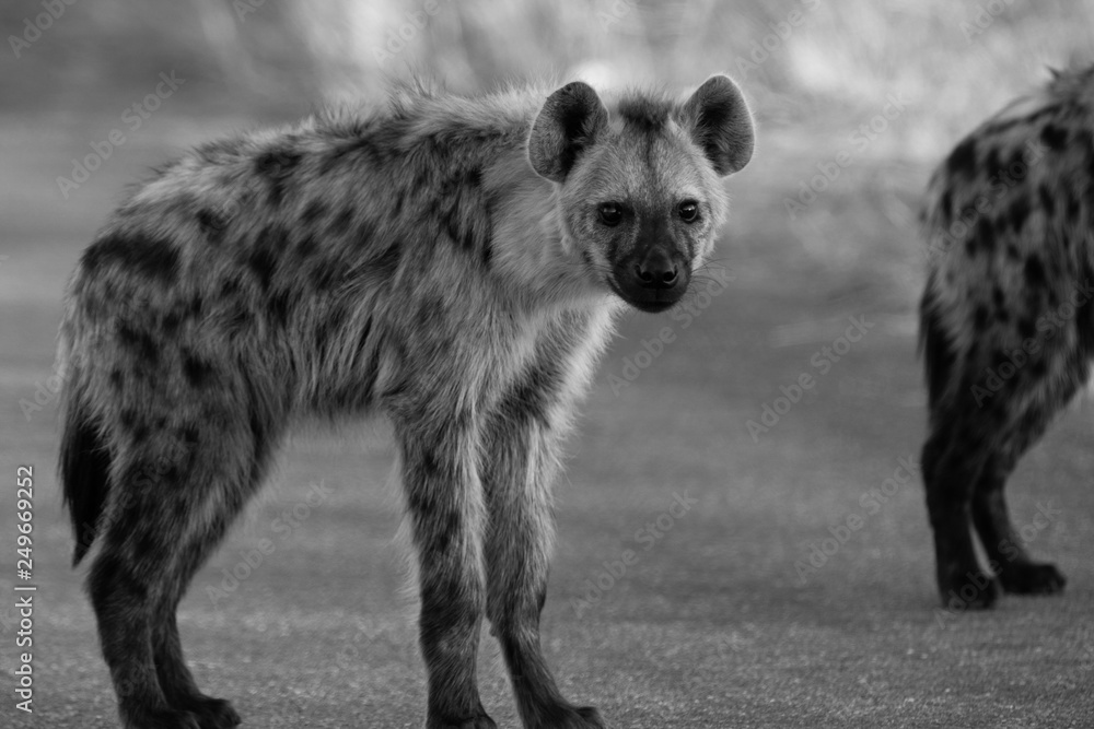 Spotted Hyena in the Kruger National Park, South Africa Spotted Hyena in the Kruger National Park, South Africa