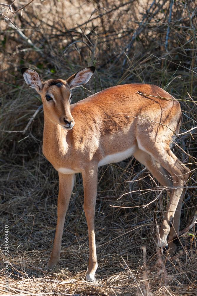 Impala Antelope in the Kruger National Park, South Africa Impala Antelope in the Kruger National Park, South Africa