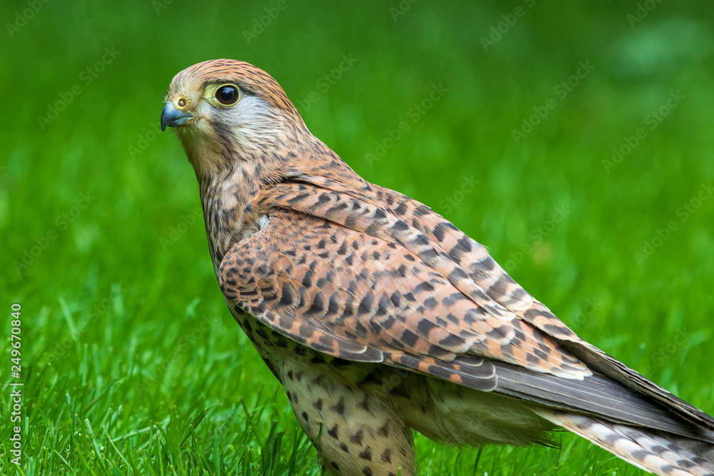 kestrel kestrel