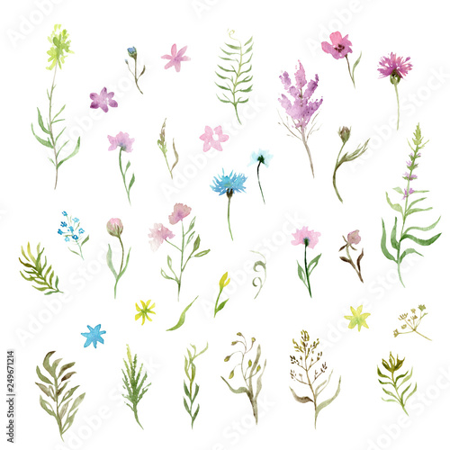 watercolor drawing: a set of wild grasses and flowers, sketch