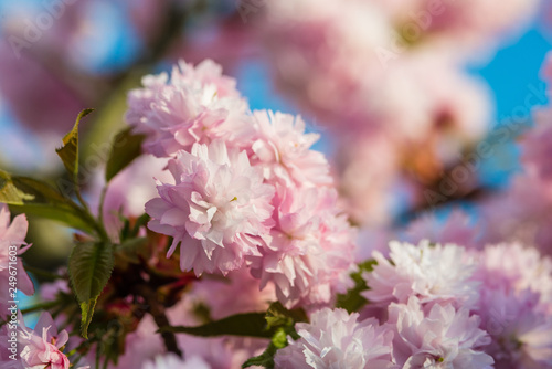 Flower of a cherry tree in spring