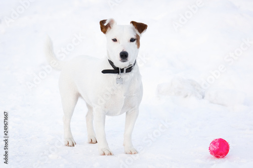 Fototapeta Naklejka Na Ścianę i Meble -  Jack Russell Terrier