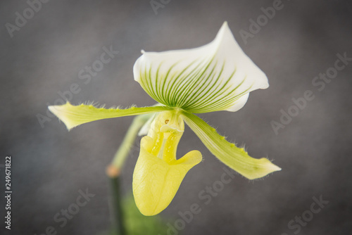 Yellow Lady Slipper Orchid with gray background