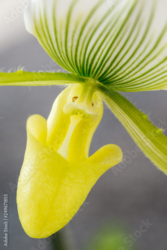 Yellow Lady Slipper Orchid with gray background