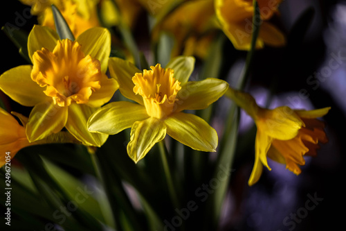 bouquet of bright yellow daffodils on a dark background close-up