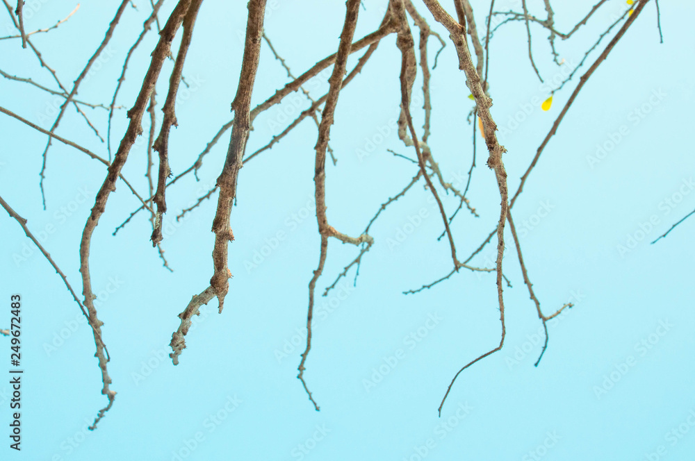 Fototapeta premium There are a lot of tree branch with no leaf and blue sky background
