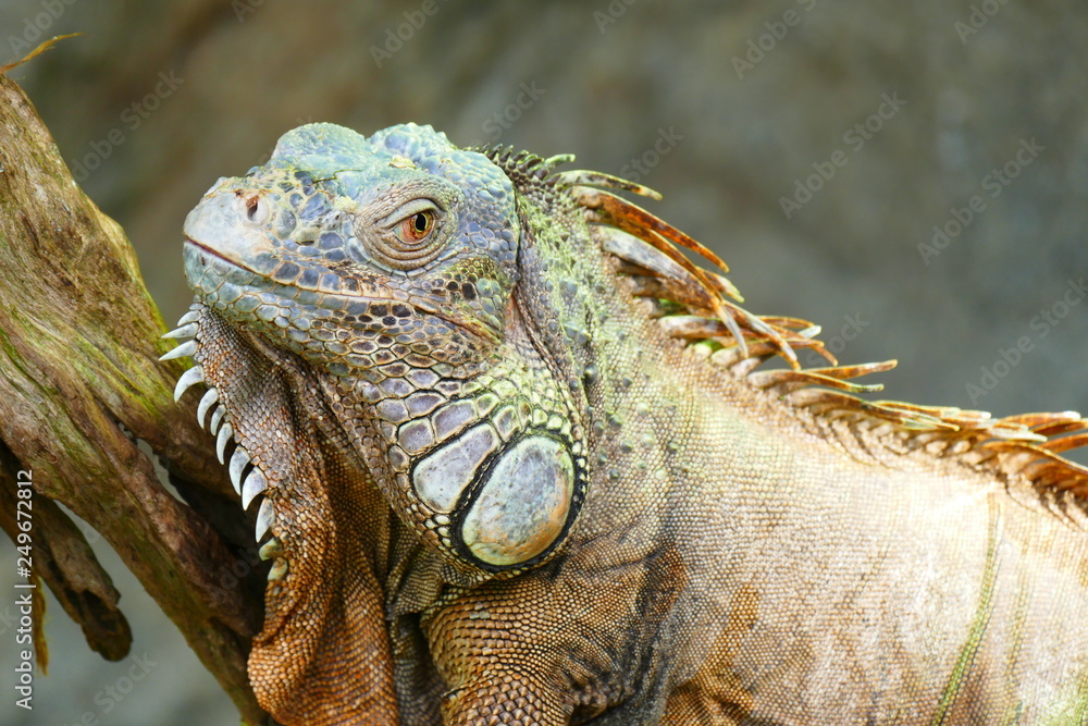 Fototapeta premium delightful beauty lizard on the background of wildlife