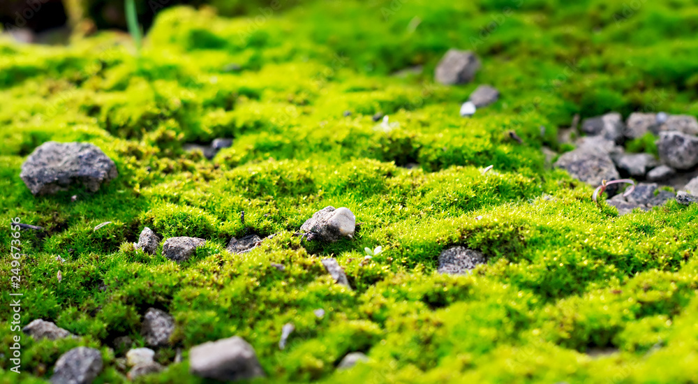 green moss close-up for use in design and use it as a background in decoration green moss close-up for use in design and use it as a background in decoration