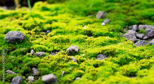 green moss close-up for use in design and use it as a background in decoration