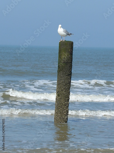Möwe
