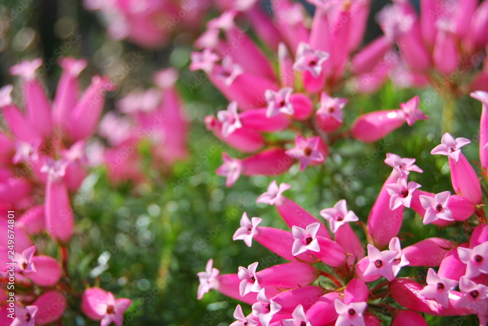 Südafrikanisches Heidekraut (Erica verticillata) Südafrikanisches Heidekraut (Erica verticillata)