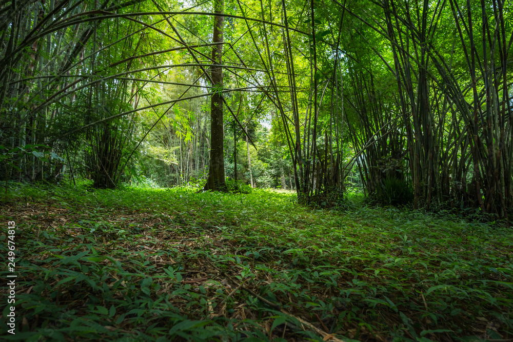 Fototapeta premium Bamboo forest