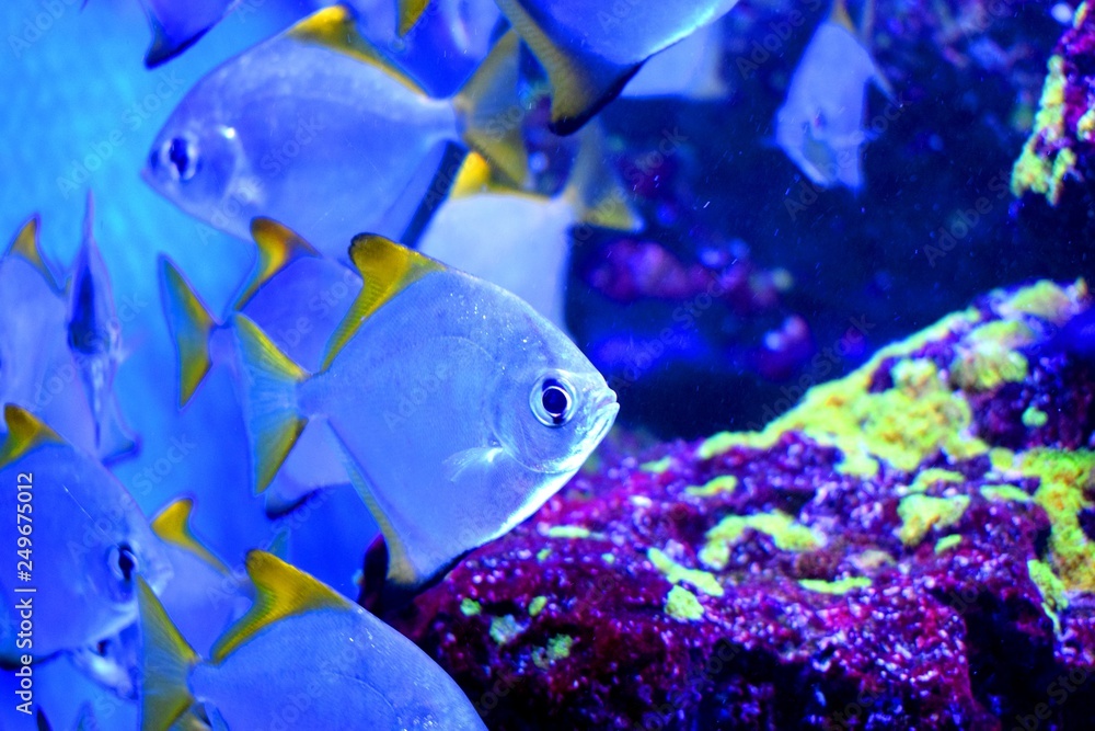 Mono Da Fish Monodactylidae is a family of perciform bony fish commonly referred to ...
