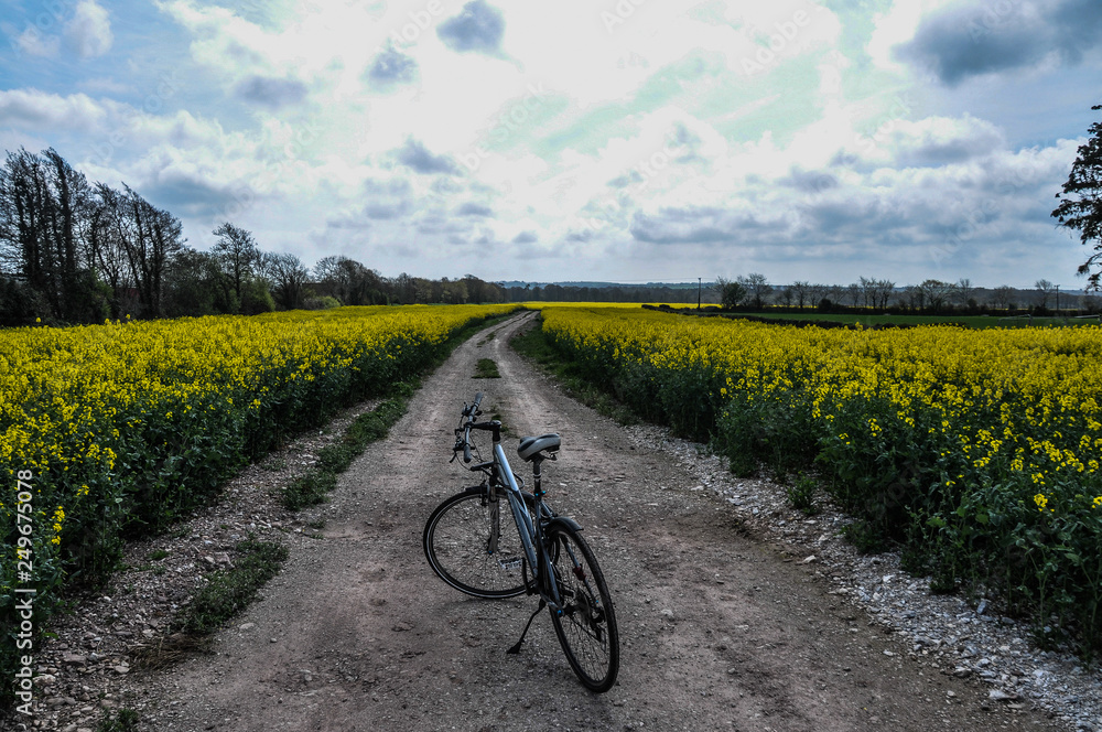Fototapeta premium Canola field and bike