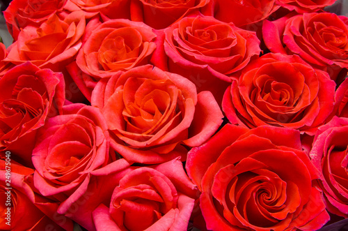 beautiful red roses  a lot of roses as a background