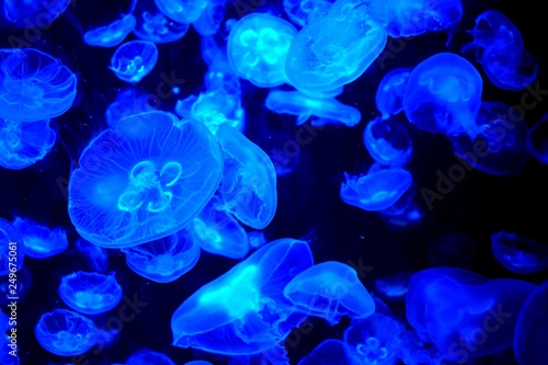 Jellyfish oanimal,animr jellies are softbodied, free-swimming aquatic animals with a gelatinous umbrella-shaped bell and trailing tentacles. The bell can pulsate to acquire propulsion and locomotion.  photo