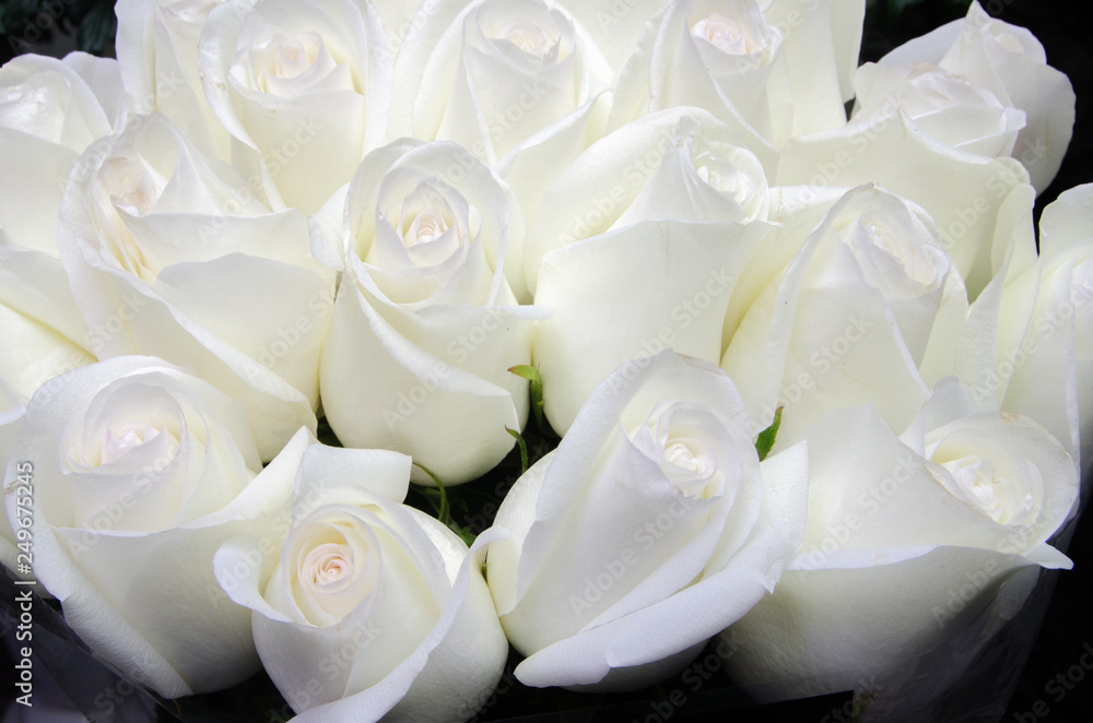 Obraz premium many white roses, white flowers background