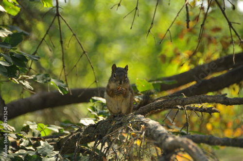 Eichhörnchen