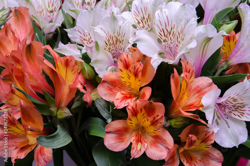 red and white flowers, flower background, Alstroemeria