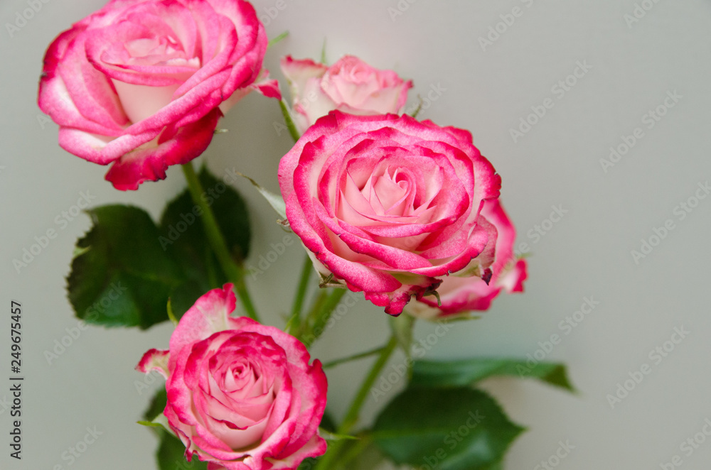 red shrub rose on a white background red shrub rose on a white background