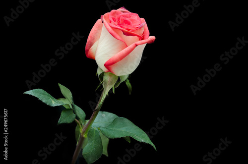 Fototapeta Naklejka Na Ścianę i Meble -  beautiful red rose on a black background