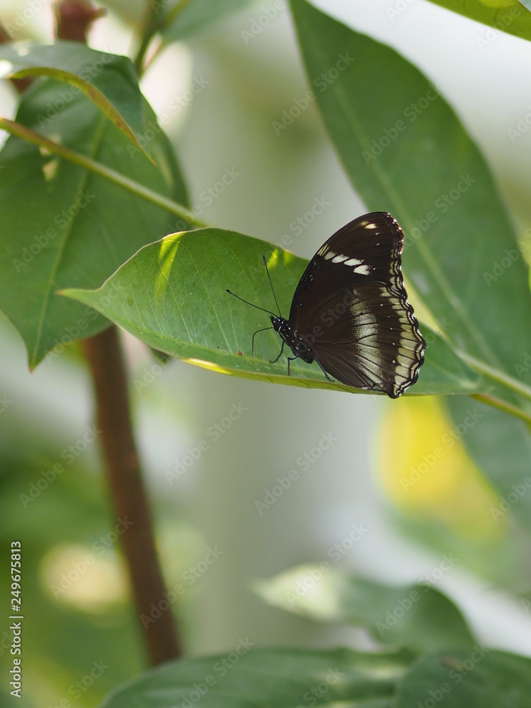 Black Butterfly on the flower nature Black Butterfly on the flower nature