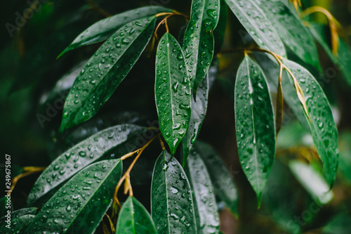 durian leaf with water drops