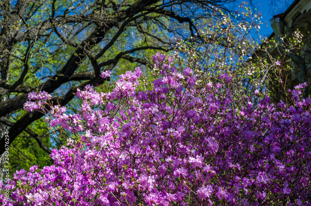 Flowering shrubs rhododendron against the blue sky. Spring sunny day and blooming bright purple bush close-up. Bright floral greeting card. Flowering shrubs rhododendron against the blue sky. Spring sunny day and blooming bright purple bush close-up. Bright floral greeting card.