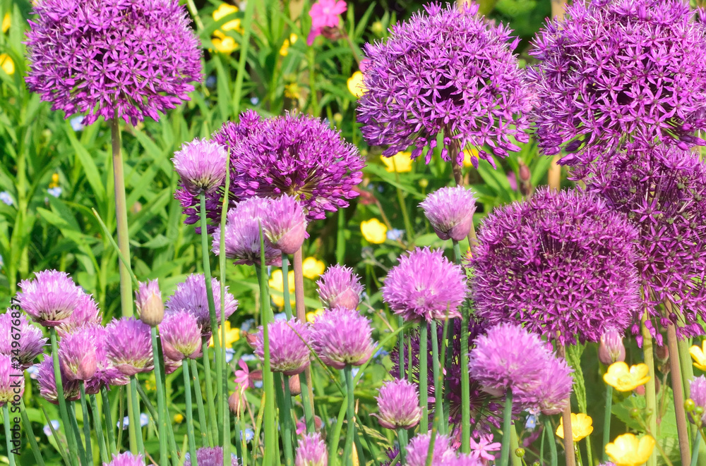Obraz premium Allium.
