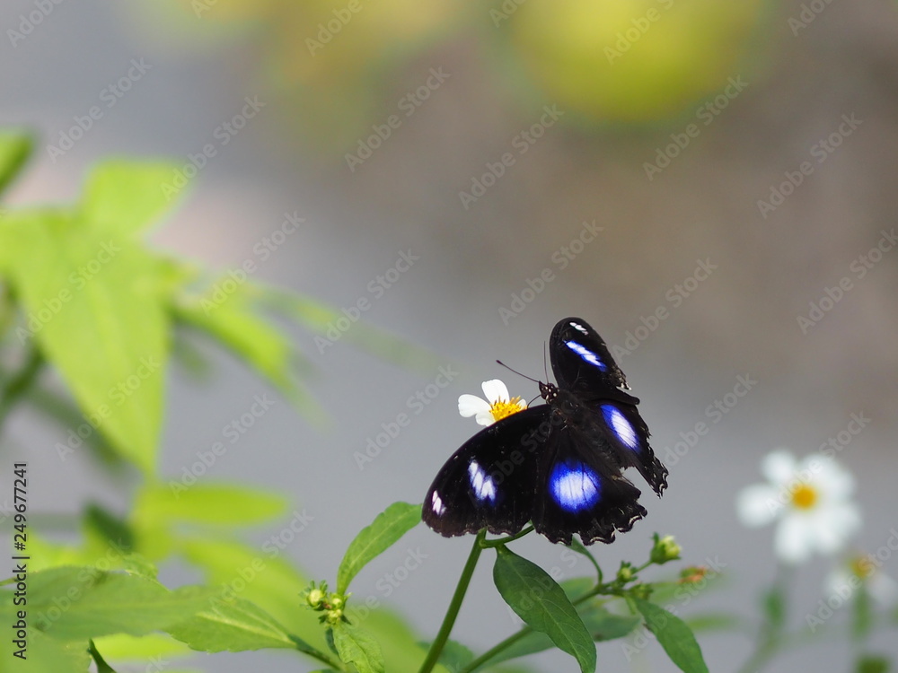Black Butterfly on the flower nature Black Butterfly on the flower nature
