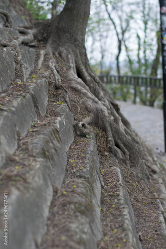 stage of rocks and tree roots mesh photo