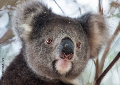 Fototapeta Naklejka Na Ścianę i Meble -  Portrait cute Australian Koala Bear sitting in an eucalyptus tree and looking with curiosity. Kangaroo island