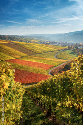 Schöne weinberge im Herbst im Abendlicht bei Sonnenuntergang in Baden-württemberg