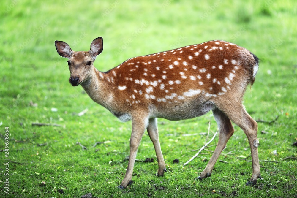 Fallow deer buck, Dama Dama, with big antlers walking through a green forest during Autumn season Fallow deer buck, Dama Dama, with big antlers walking through a green forest during Autumn season