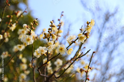 【日本の春】八重梅の花（白梅）
