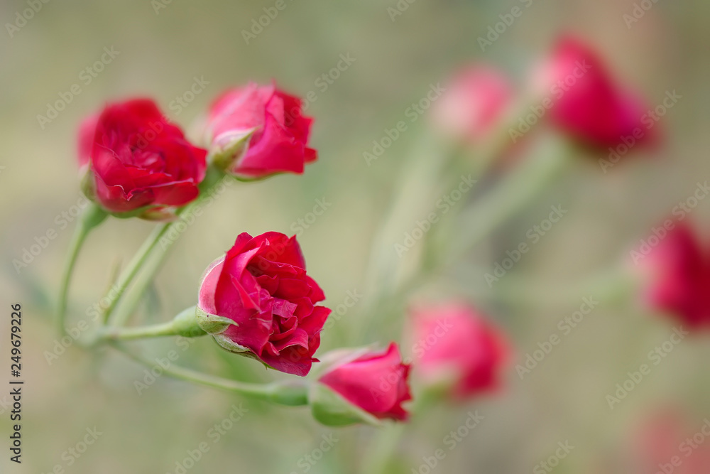 red roses in the garden