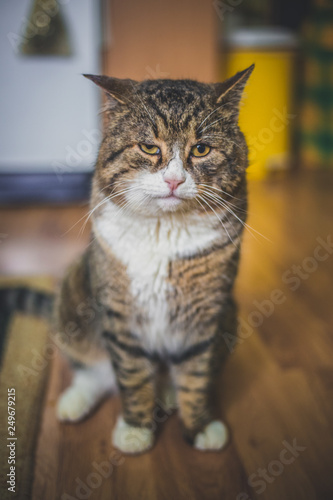 BIg colorful cat sitting on the floor in the house © Zoran