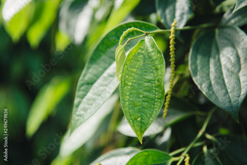 Fresh Piper nigrum on its tree. It's ready for food ingredient and make herb.