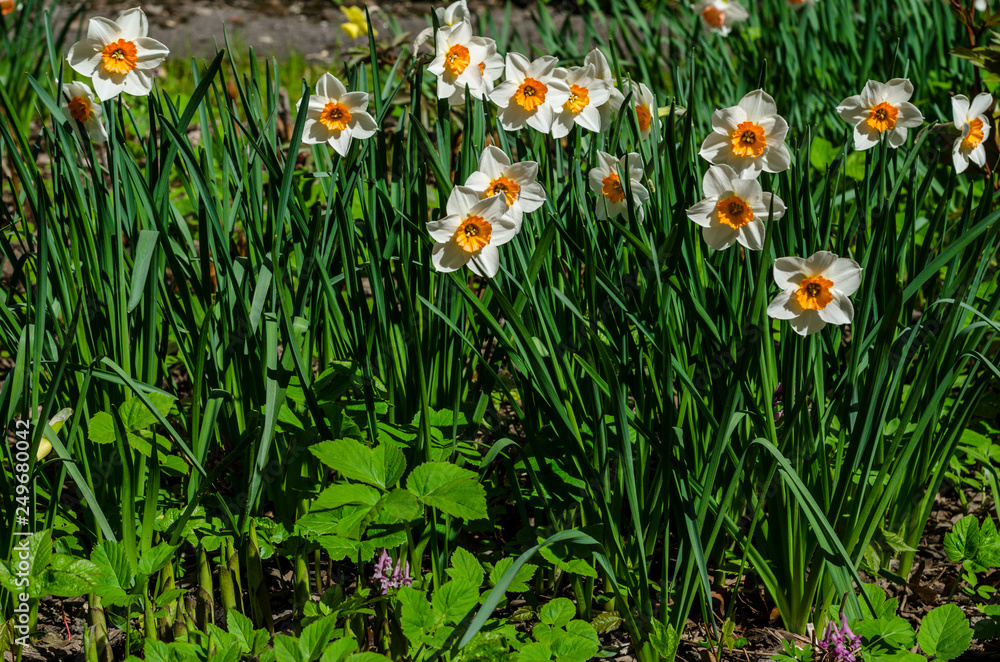 Fototapeta premium Spring primroses. Beautiful flowers close-up for backgrounds and cards. Yellow-white petals of plants. Colorful May flower meadow and lawn.