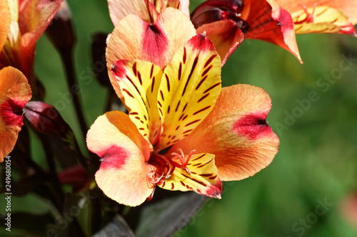 Alstromeria.