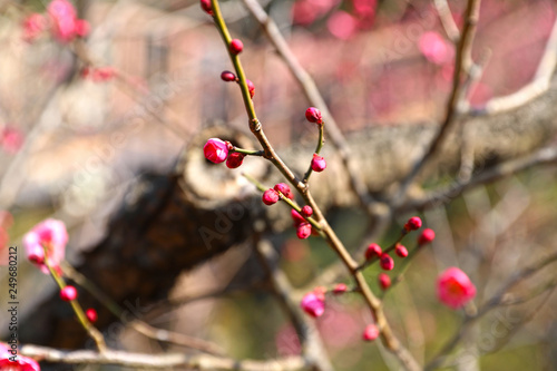 【日本の春】八重梅の花のつぼみ（紅梅）